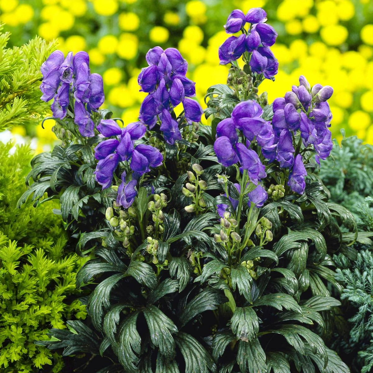 Aconitum Arendsii Bare Root  1