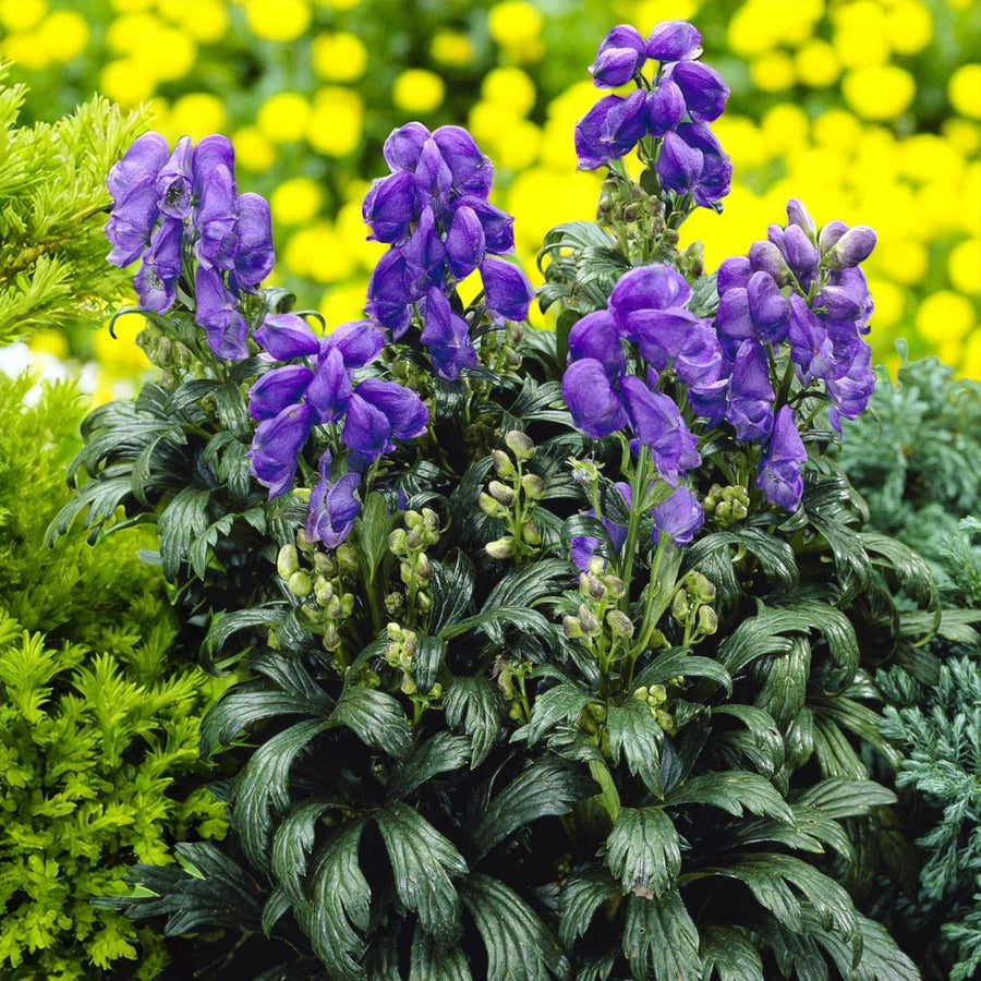 Aconitum Arendsii Bare Root  1