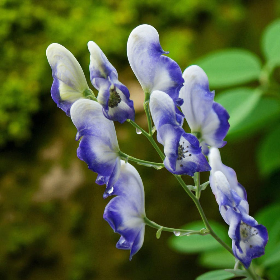 Aconitum Cloudy Bare Root  1
