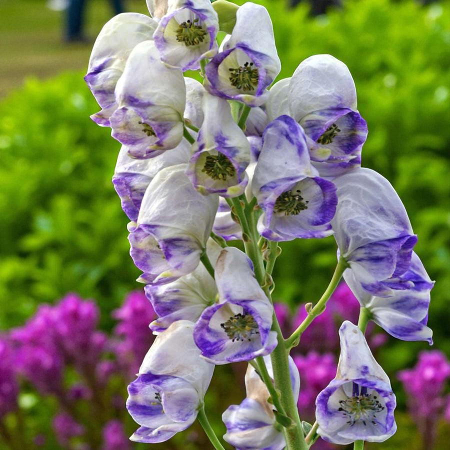 Aconitum Cloudy Bare Root  1
