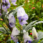 Aconitum Cloudy Bare Root  2