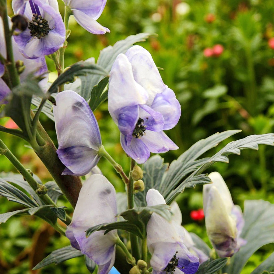 Aconitum Cloudy Bare Root  3