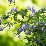 Aconitum Cloudy Bare Root  4
