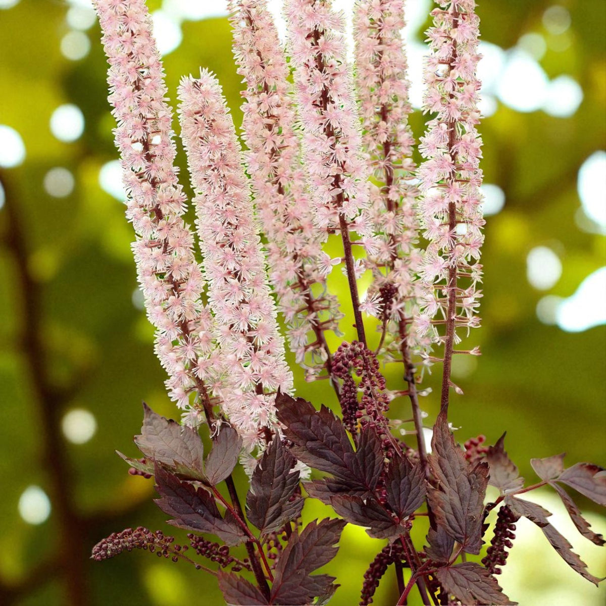 Actaea Pink Spike Bare Root  1