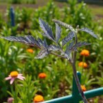 Actaea Pink Spike Bare Root  3