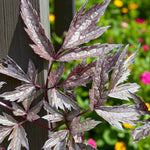 Actaea Pink Spike Bare Root  4