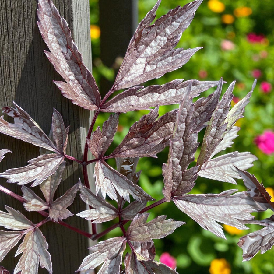Actaea Pink Spike Bare Root  4