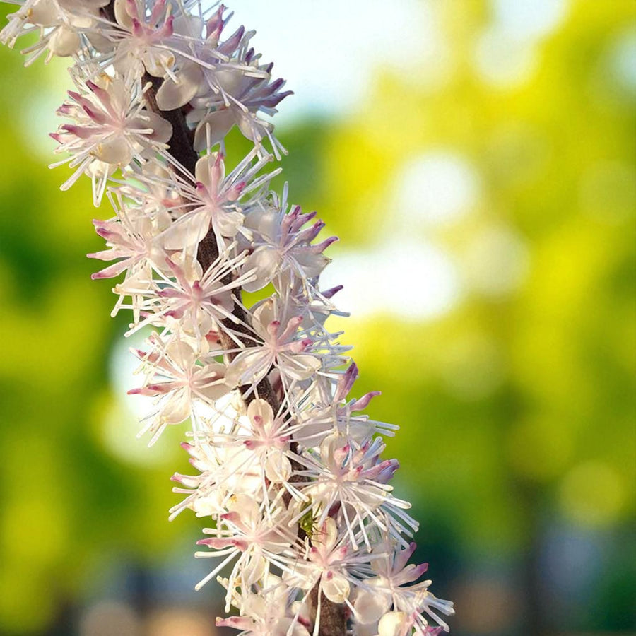 Actaea Bare Root  6