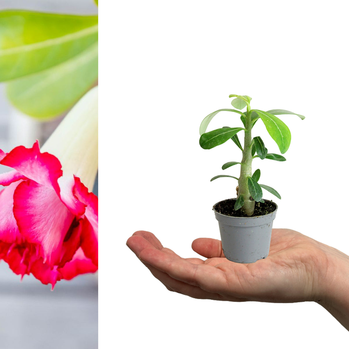 Desert Rose Plant in 6cm Pot desert rose adenium obesum mini Indoor in grey pot sitting on hand on white background 2