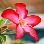 Desert Rose Plant in 6cm Pot pinkish red desert rose adenium obesum flower 1