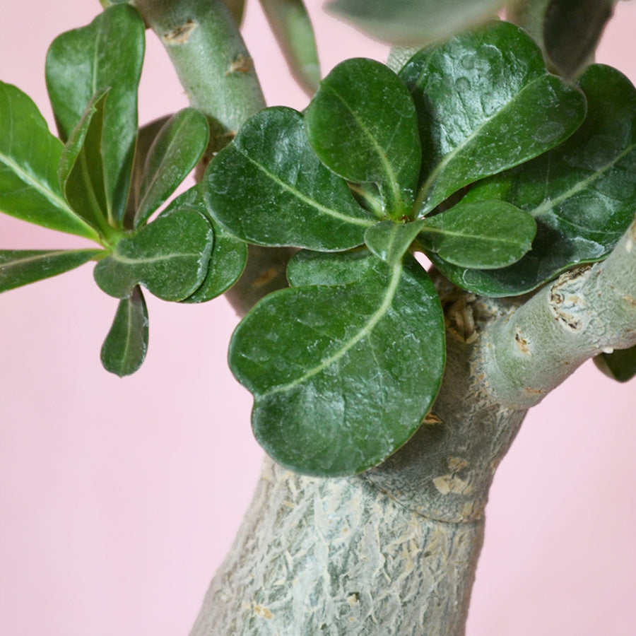 Adenium obesum Desert Rose Plant in 6cm Pot close up of stem and leaves of desert rose adenium obesum 3