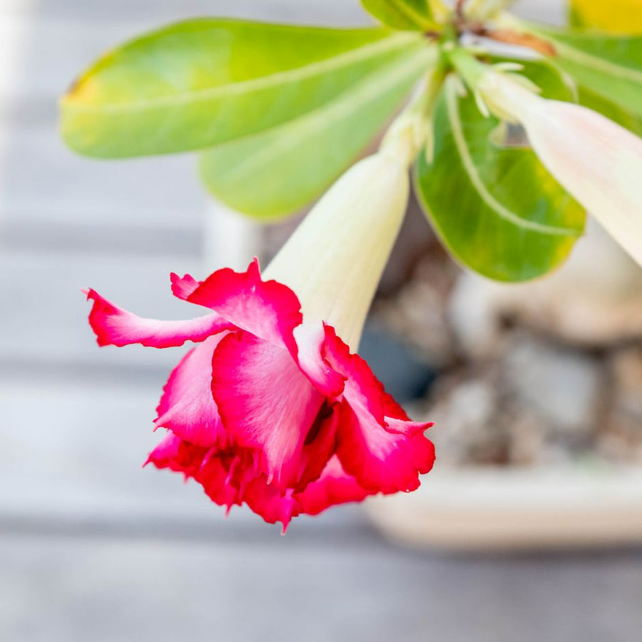 Adenium obesum Desert Rose Plant in 6cm Pot pinkish red desert rose adenium obesum flower 4