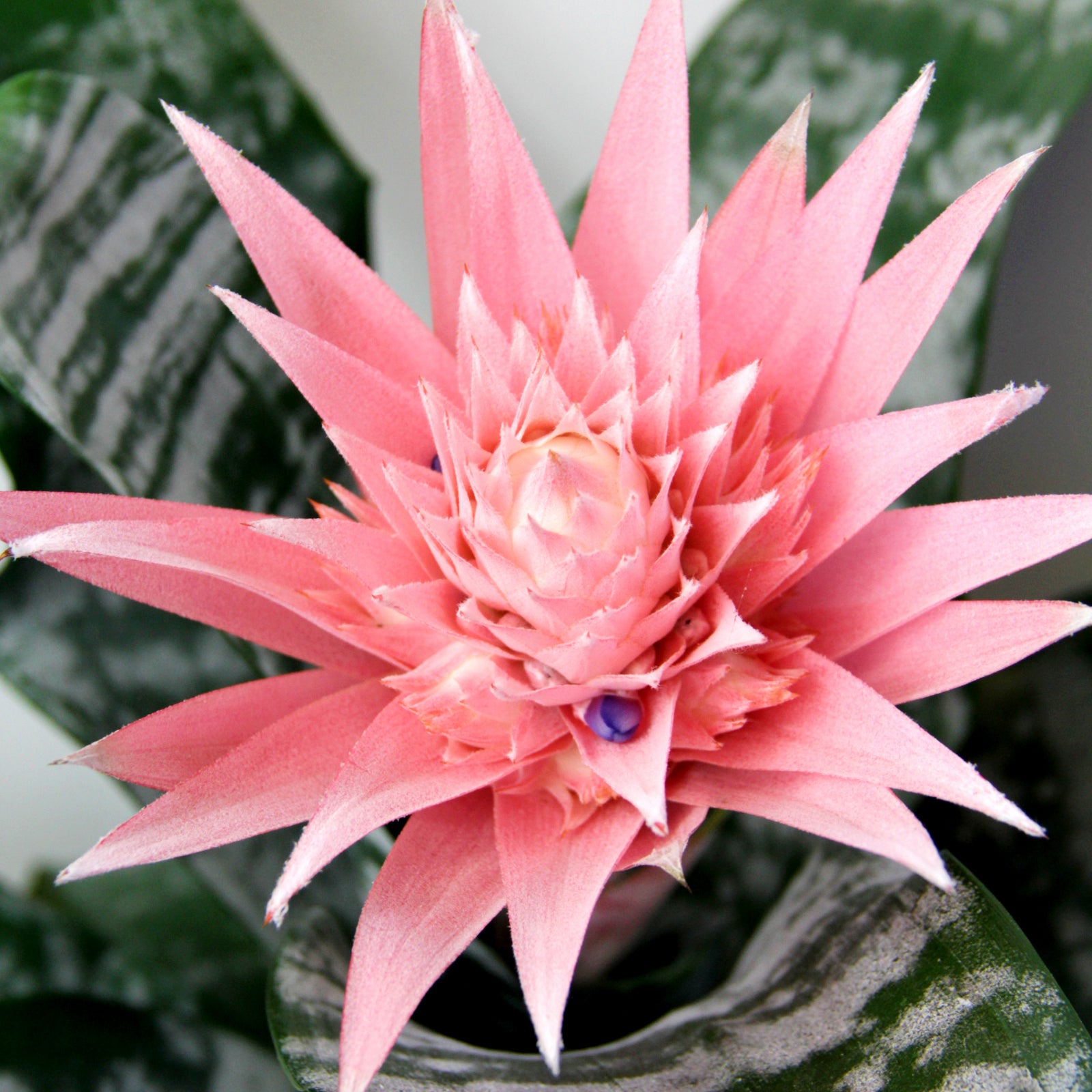 indoor urn plant Bromeliad Urn Plant