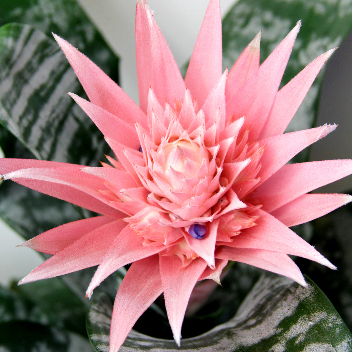Bromeliad Urn Plant AECHMEAPRIM-indoor plant bromeliad urn plant-image1 2