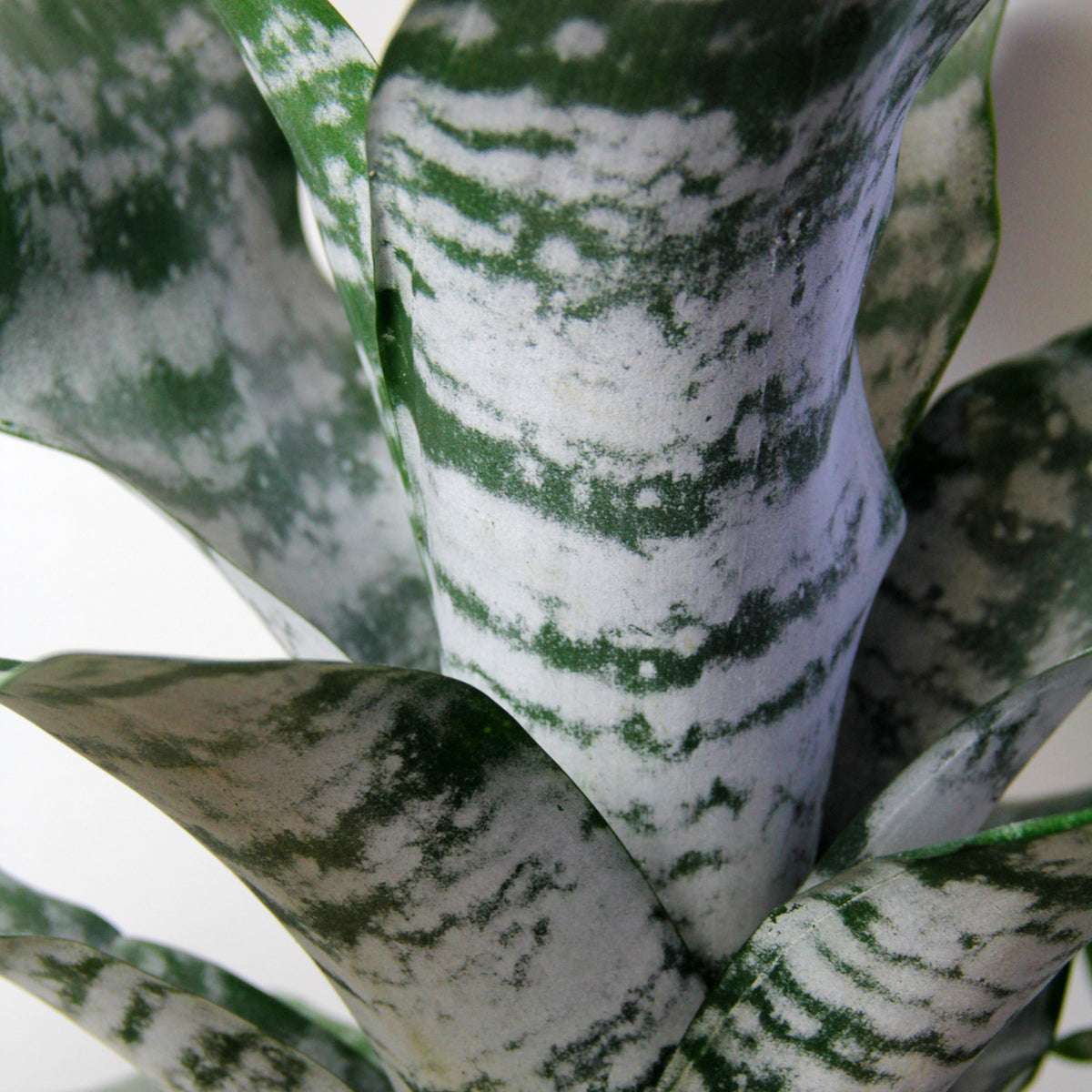 Bromeliad Urn Plant AECHMEAPRIM-indoor plant bromeliad urn plant-image3 3