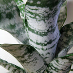 Bromeliad Urn Plant AECHMEAPRIM-indoor plant bromeliad urn plant-image3 3