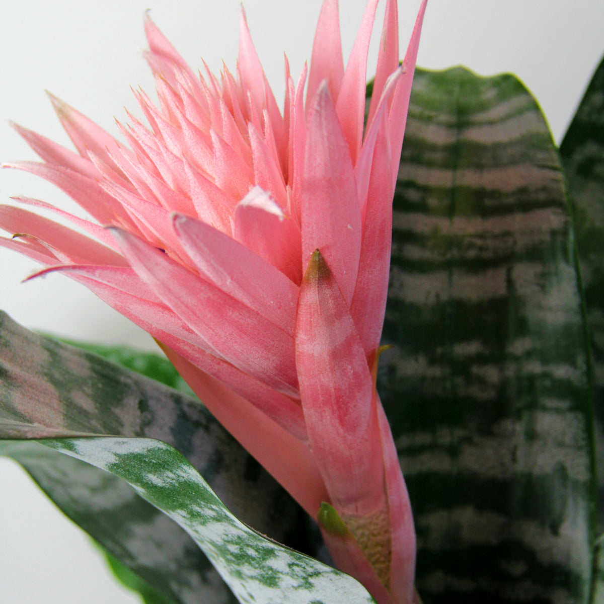 Bromeliad Urn Plant AECHMEAPRIM-indoor plant bromeliad urn plant-image4 4