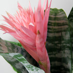 Bromeliad Urn Plant AECHMEAPRIM-indoor plant bromeliad urn plant-image4 4