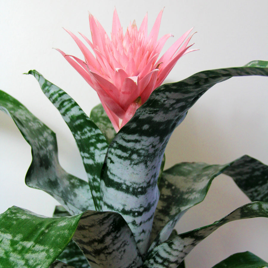 Bromeliad Urn Plant AECHMEAPRIM-Indoor bromeliad urn plant-image5 1