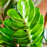 Zamioculcas Zamiifolia 'ZZ' Houseplant  2