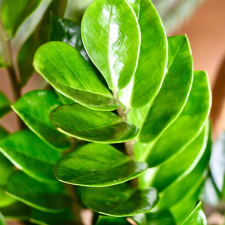 Zamioculcas Zamiifolia 'ZZ' Houseplant  2