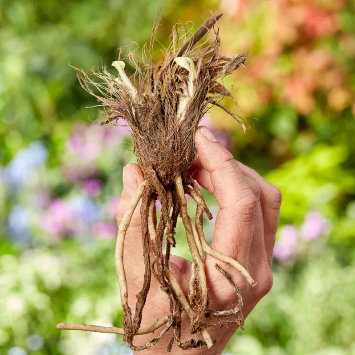 Agapanthus Bare Root Mix AFAPHBULBMIX-agapanthus blue while summer flowering bulb mix - image3 4