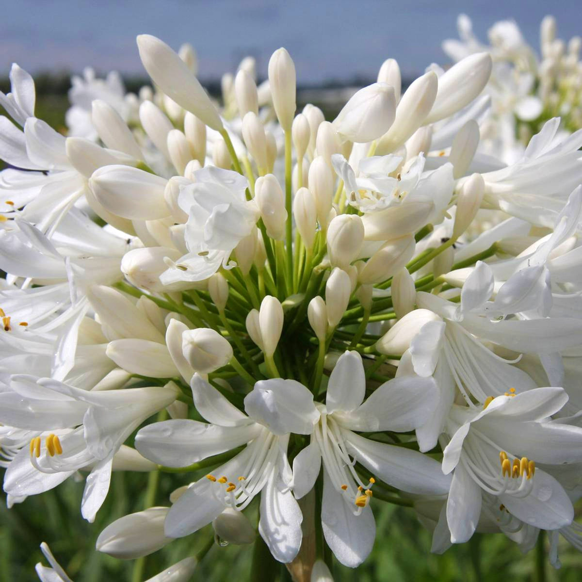 Agapanthus Bare Root Mix AFAPHBULBMIX-agapanthus blue while summer flowering bulb mix - image4 2