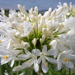 Agapanthus Bare Root Mix AFAPHBULBMIX-agapanthus blue while summer flowering bulb mix - image4 2