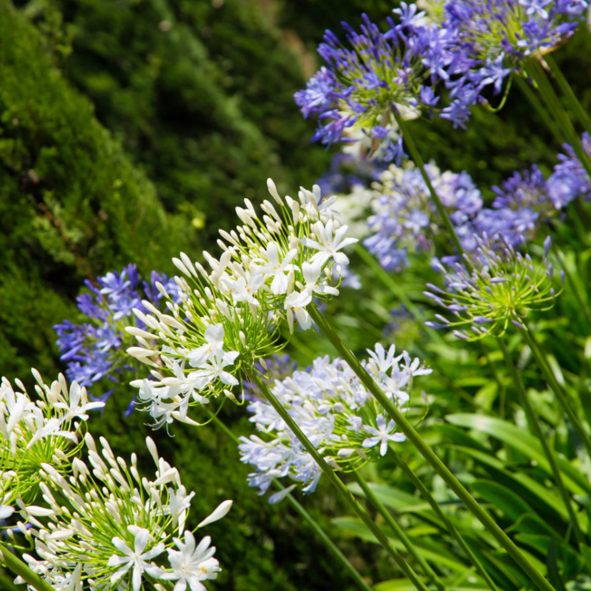 Agapanthus Bare Root Mix AFAPHBULBMIX-agapanthus blue while summer flowering bulb mix - image6 1