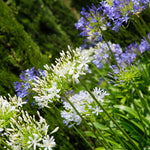 Agapanthus Bare Root Mix AFAPHBULBMIX-agapanthus blue while summer flowering bulb mix - image6 1