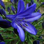 Agapanthus Brilliant Blue Bare Roots Close-up of a vivid blue agapanthus flower showing six open petals and visible stamens, surrounded by unopened buds. 2