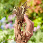 Agapanthus Brilliant Blue Bare Roots Hand holding a bare-root agapanthus plant with exposed fibrous roots and pale shoots, shown against a garden background. 3
