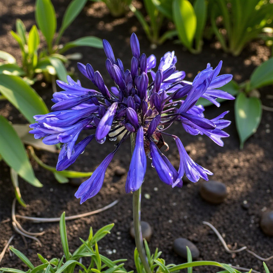 Agapanthus Brilliant Blue Bare Roots Top-down view of an agapanthus flower head with deep blue tubular buds and newly opening blooms radiating from the centre. 4