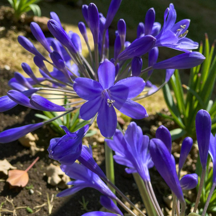 Agapanthus Brilliant Blue Bare Roots Agapanthus ‘Brilliant Blue’ in full bloom, displaying a rounded cluster of rich blue flowers on tall stems growing in a garden bed. 1