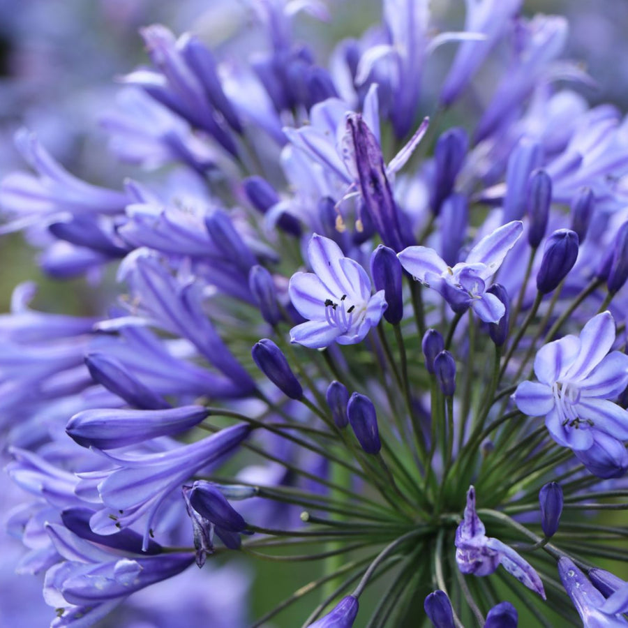 Agapanthus Blue Triumphator Bare Roots AGAPBLUTRIUM-agapanthus blue triumphator summer flowering bulb - image1 1