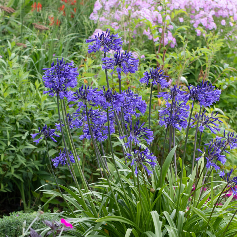 Agapanthus Blue Triumphator Bare Roots AGAPBLUTRIUM-agapanthus blue triumphator summer flowering bulb - image2 3