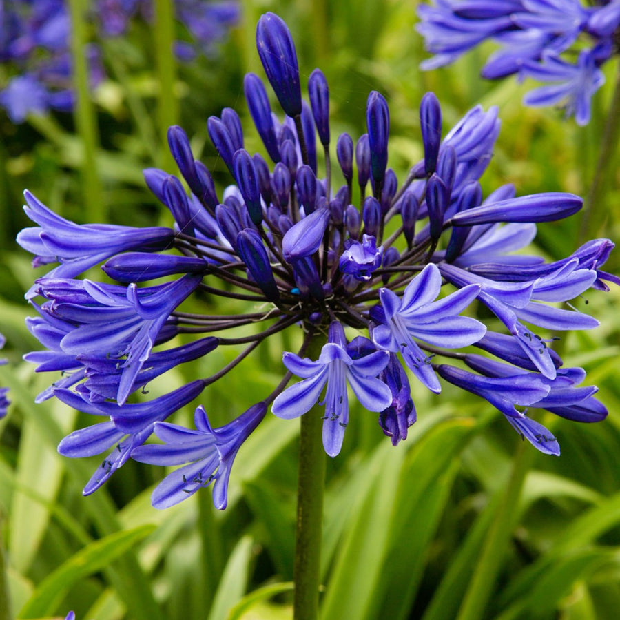 Agapanthus Bare Root Mix AGAPBLUTRIUM-agapanthus blue triumphator summer flowering bulb - image6 3