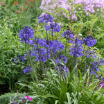 Exotic Architectural Bare Root Mix  4