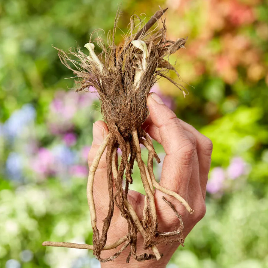 Agapanthus Polar Ice Bare Roots AGAPPLRICE-agapanthus polar ice summer flowering bulb - image3 4