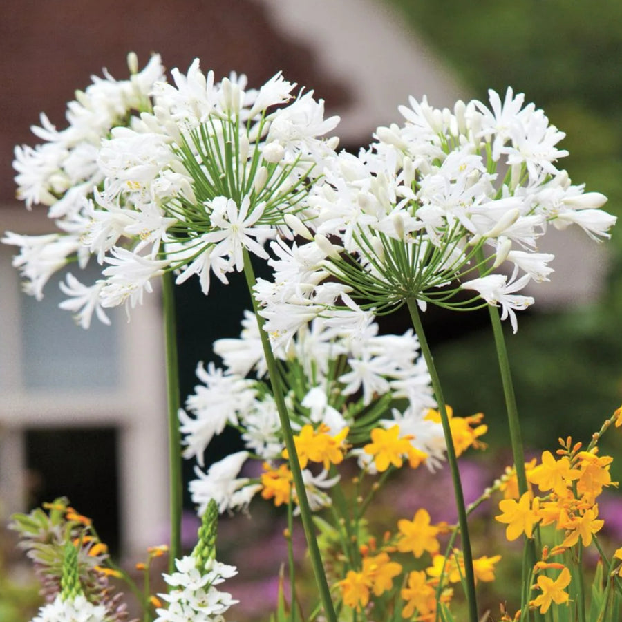 Agapanthus Polar Ice Bare Roots AGAPPLRICE-agapanthus polar ice summer flowering bulb - image4 2