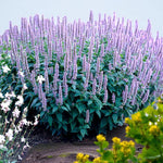 Agastache Blue Fortune Bare Root  2