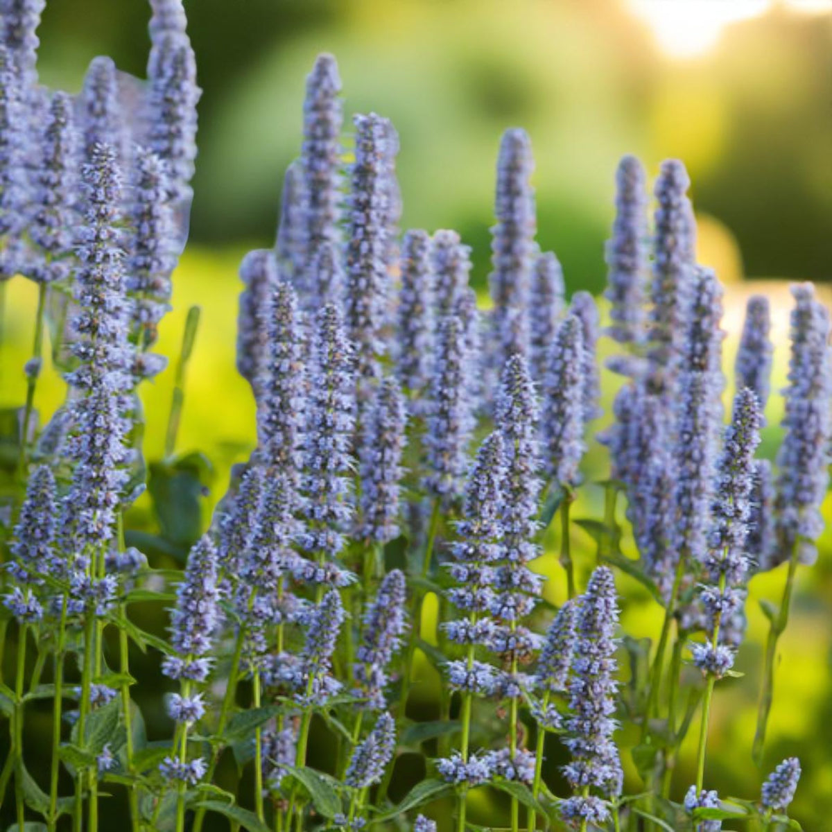 Agastache Blue Fortune Bare Root  3