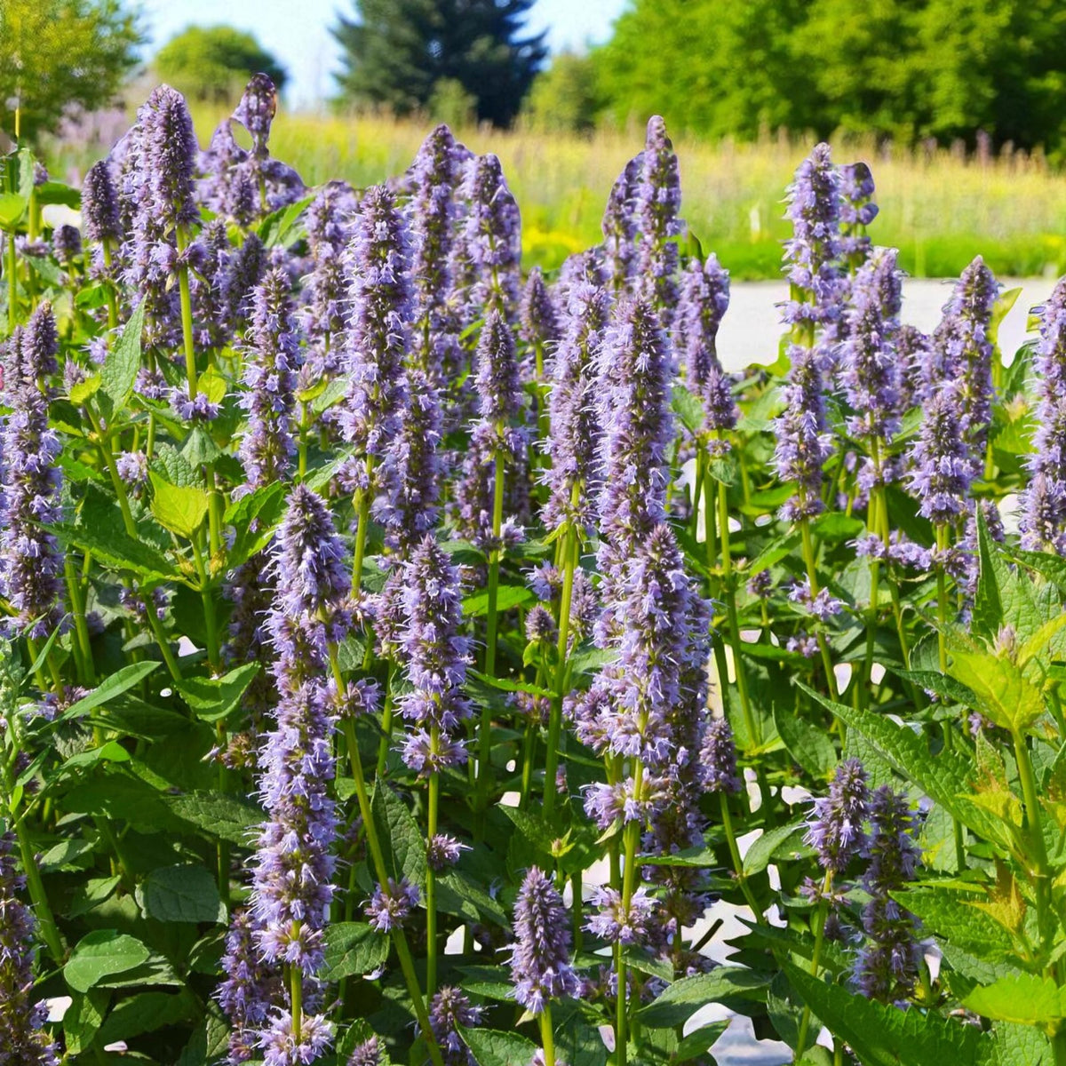 Agastache Blue Fortune Bare Root  4