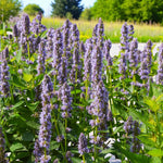 Agastache Bare Root  8