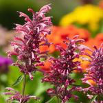 Agastache Red Fortune Bare Root  2