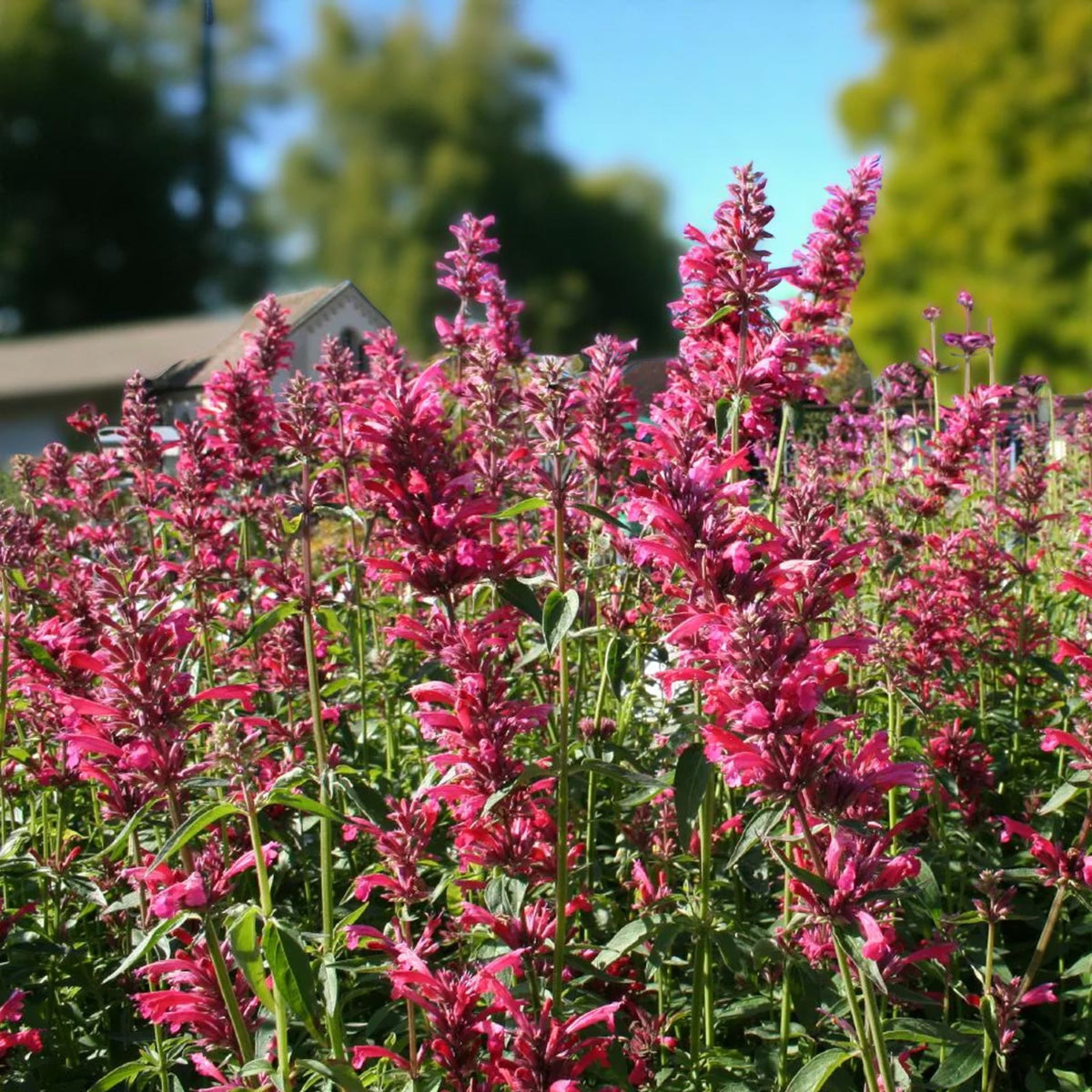 Agastache Red Fortune Bare Root  1