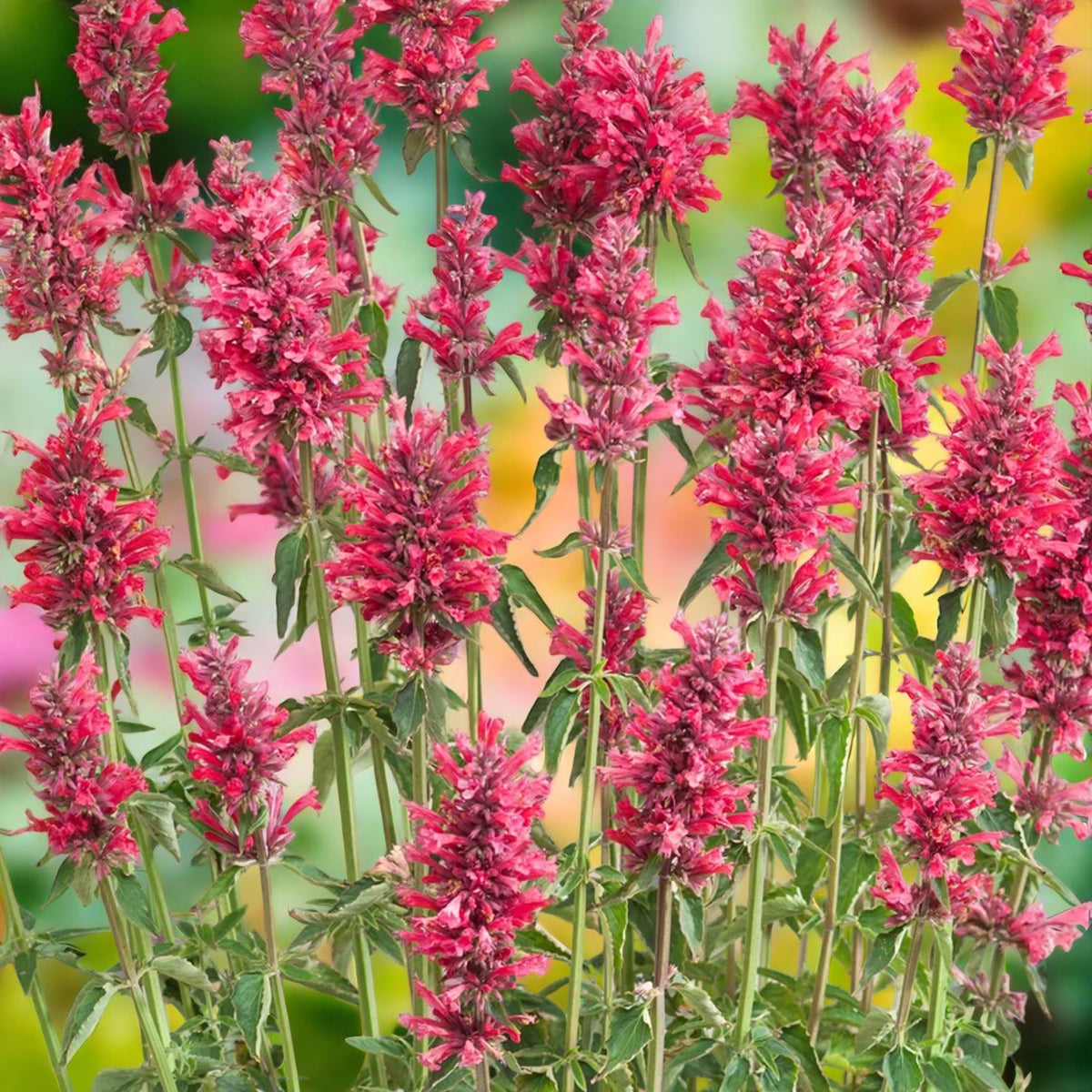 Agastache Red Fortune Bare Root  3