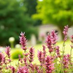 Agastache Red Fortune Bare Root  4