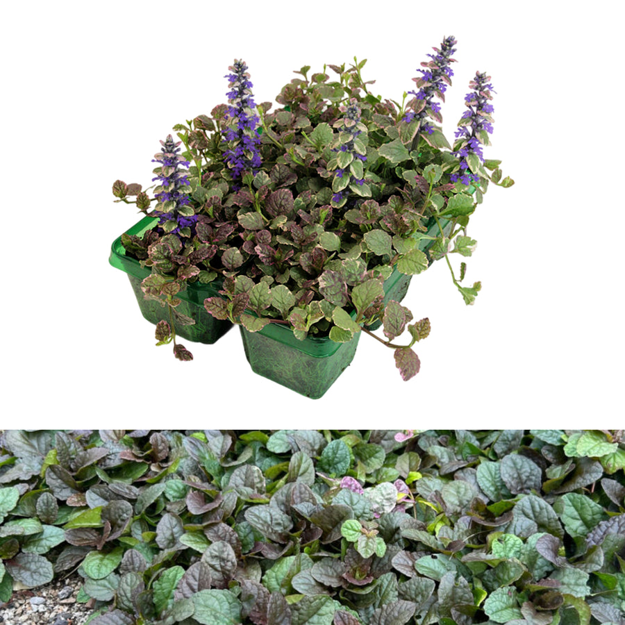 Ajuga Burgundy Glow Jumbo Plants split image of Ajuga reptans 'Burgundy Glow' plants in green plastic tray with a close-up, ground-level view of a dense mat of Ajuga reptans 'Burgundy Glow' spreading across the ground.  3
