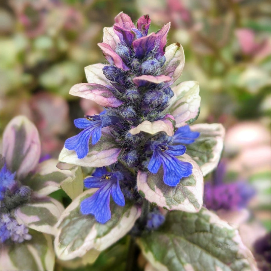 Ajuga Burgundy Glow Jumbo Plants A close-up shot captures the intricate detail of an Ajuga reptans 'Burgundy Glow' flower spike. 1